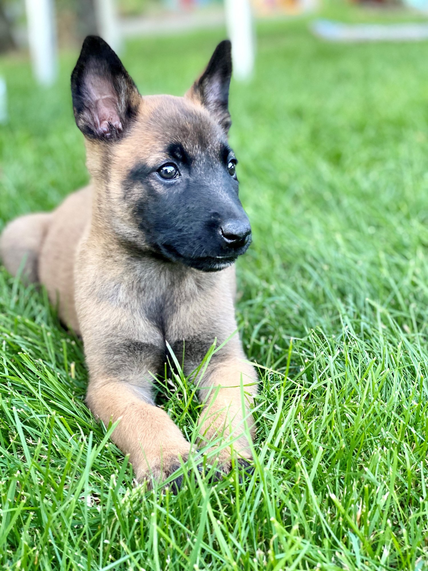 Honden zijn toegestaan Honden zijn toegestaan